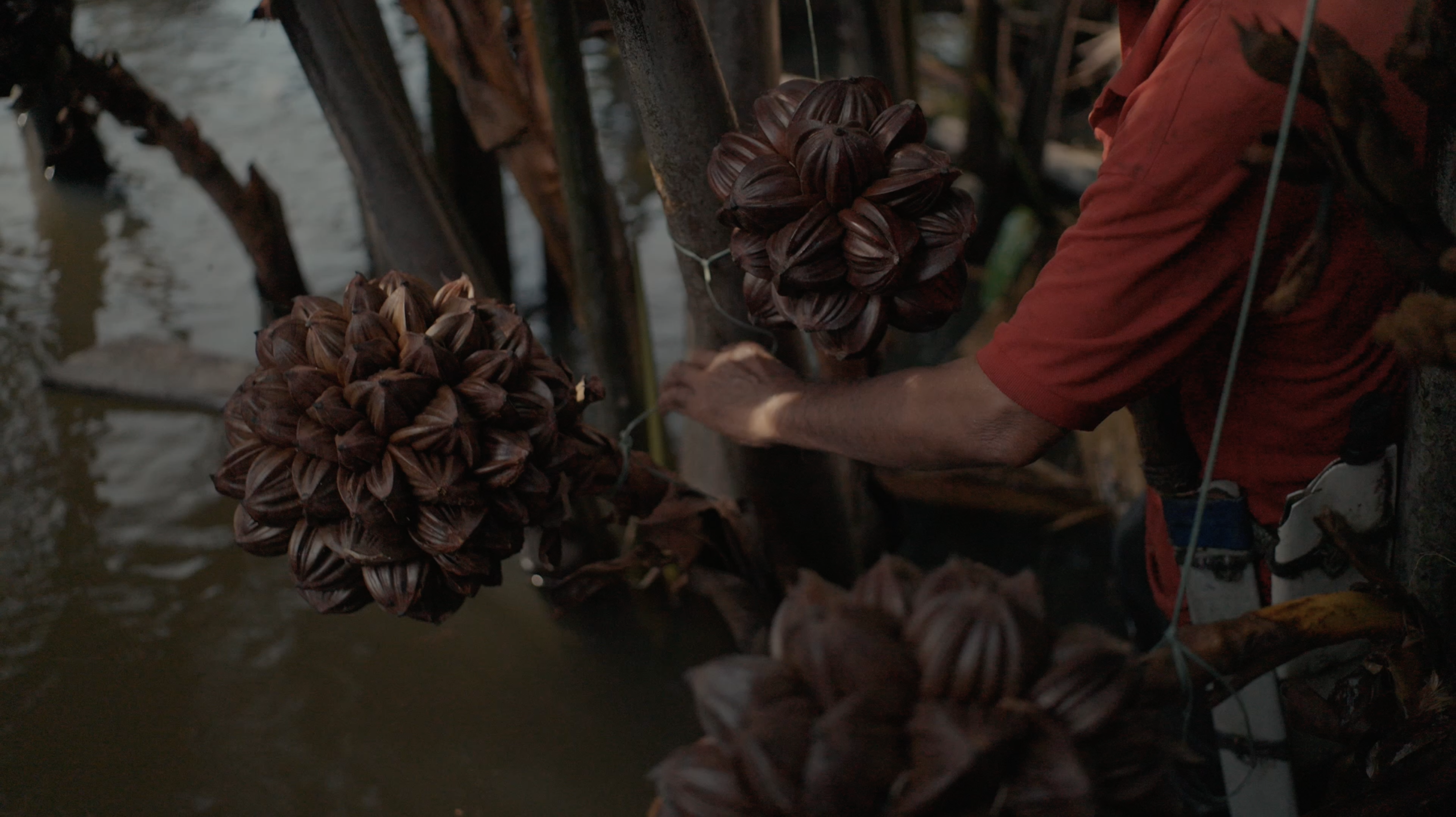 Ekosistem Rasa: The Gula Anau Story